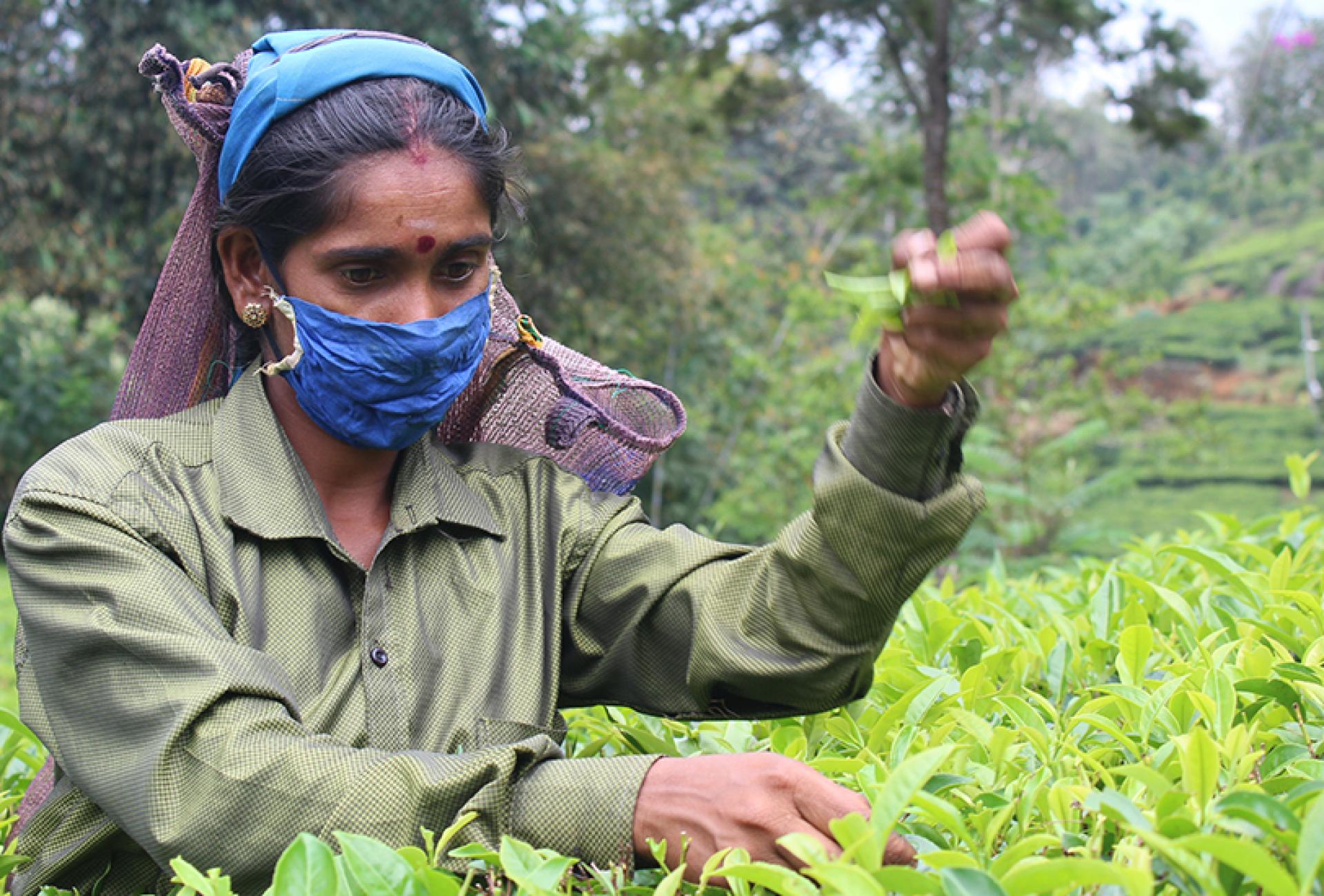 2020-06-17-Teplockerskan-Kokila-på-Sri-Lanka-Foto-Sachithra-Kamburapola-1.jpg