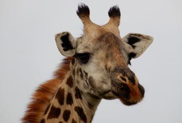 Nairobi-Safari-Mar18-hej-giraff.jpg