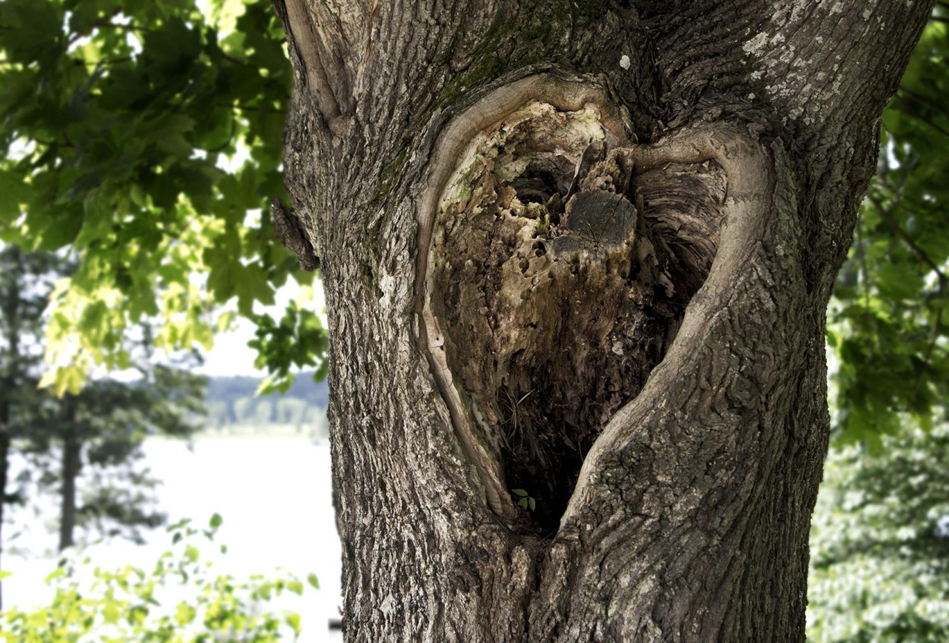 Trädhjärta Trädhjärta