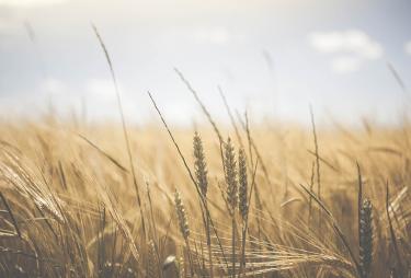 agriculture-1845835_1920-PIXABAY_1160X600.jpg